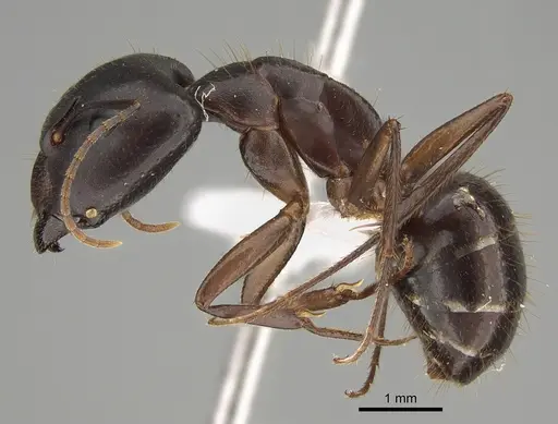 Camponotus fieldeae - CASENT0887738