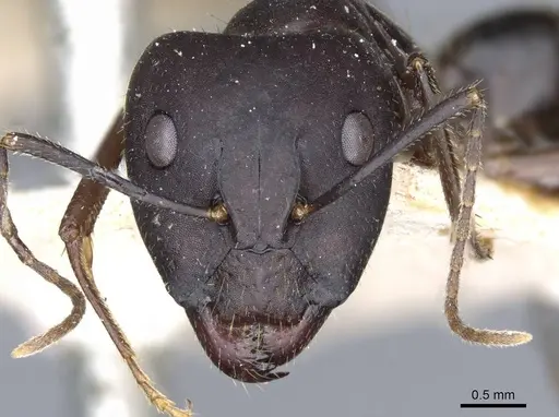 Camponotus fieldeae - CASENT0905315