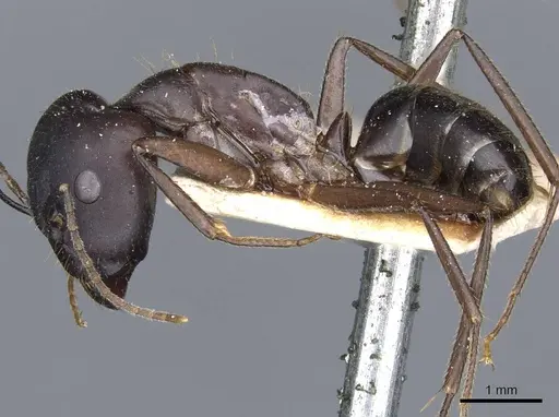 Camponotus fieldeae - CASENT0905315