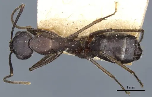 Camponotus fieldeae - CASENT0905316