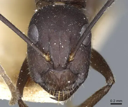 Camponotus fieldeae - CASENT0905316