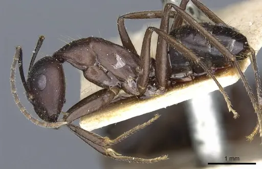 Camponotus fieldeae - CASENT0905316