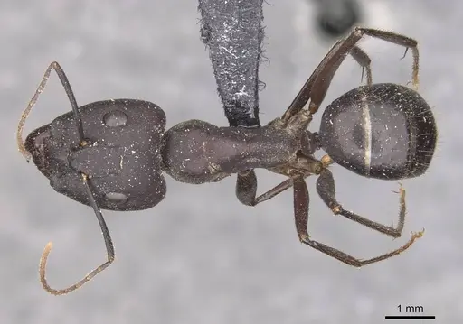 Camponotus fieldeae - CASENT0910096