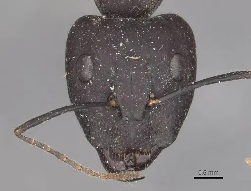 Camponotus fieldeae - CASENT0910096