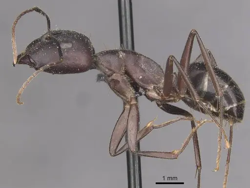 Camponotus fieldeae - CASENT0910096