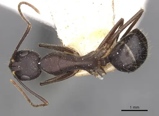 Camponotus fieldeae - CASENT0910097