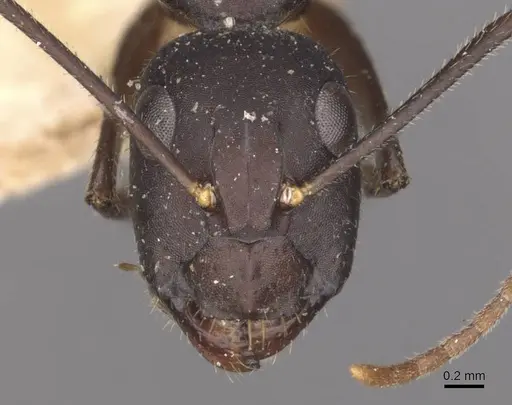 Camponotus fieldeae - CASENT0910097