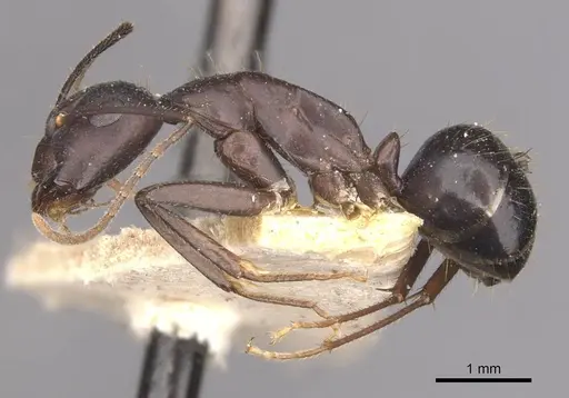 Camponotus fieldeae - CASENT0910097