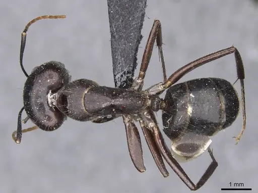 Camponotus fieldeae - CASENT0910393
