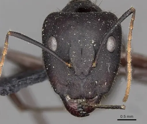 Camponotus fieldeae - CASENT0910393