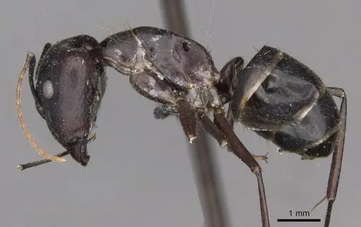 Camponotus fieldeae - CASENT0910393