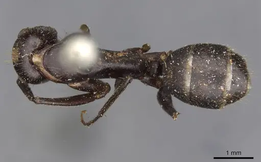 Camponotus fieldeae - CASENT0910394