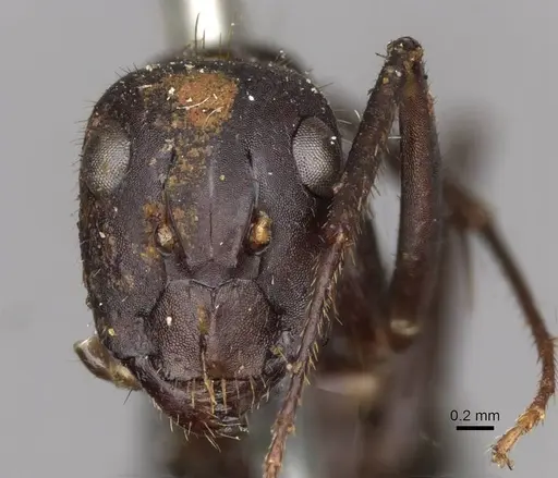 Camponotus fieldeae - CASENT0910394