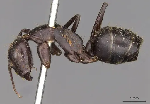 Camponotus fieldeae - CASENT0910394