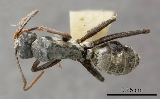 Camponotus fieldellus specimen