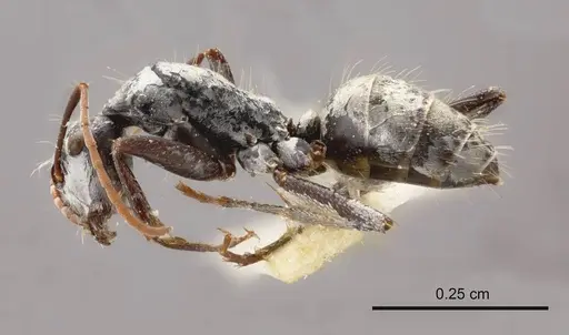 Camponotus fieldellus specimen