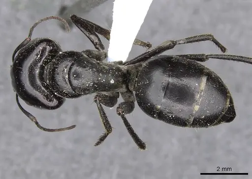 Camponotus fieldellus - CASENT0910379