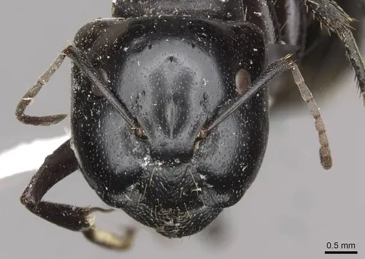 Camponotus fieldellus - CASENT0910379