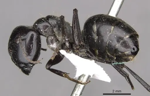 Camponotus fieldellus - CASENT0910379