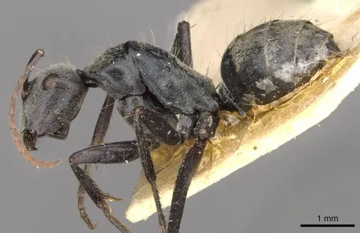 Camponotus fieldellus - CASENT0910380