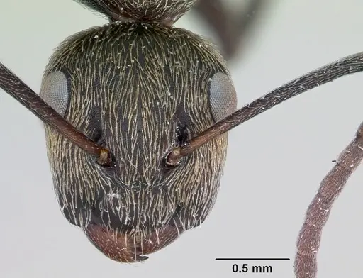 Camponotus flavicomans specimen
