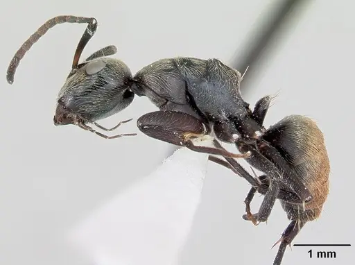 Camponotus flavicomans specimen
