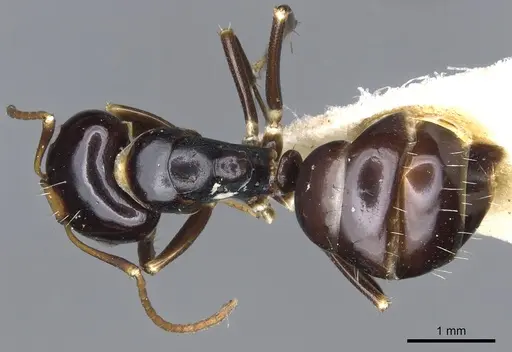 Camponotus flavocassis specimen