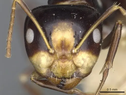Camponotus flavocassis specimen