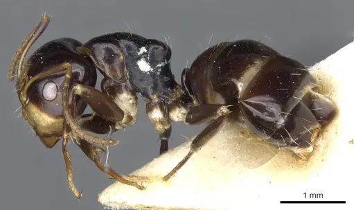 Camponotus flavocassis specimen