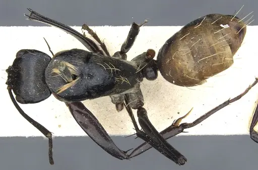 Camponotus flavocrines specimen