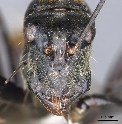 Camponotus flavocrines specimen