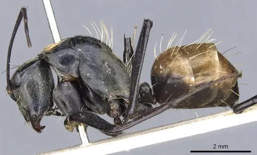 Camponotus flavocrines specimen