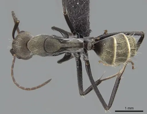 Camponotus flavomarginatus specimen