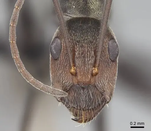 Camponotus flavomarginatus specimen