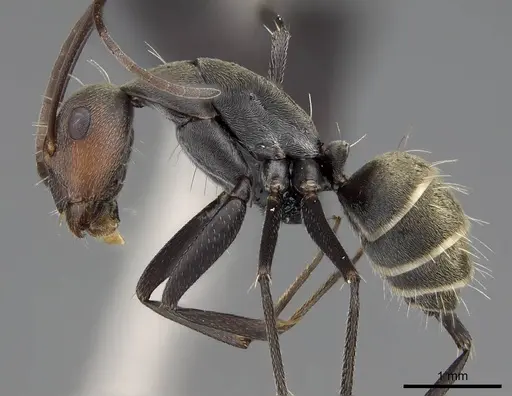 Camponotus flavomarginatus specimen