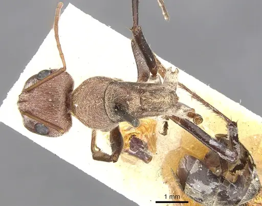 Camponotus fletcheri specimen