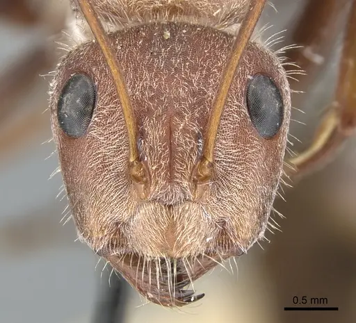 Camponotus fletcheri specimen
