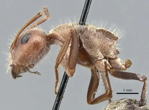 Camponotus fletcheri specimen