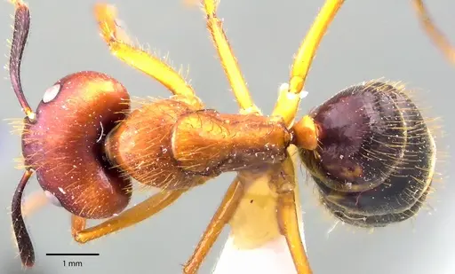 Camponotus floridanus specimen