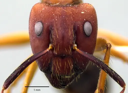 Camponotus floridanus specimen