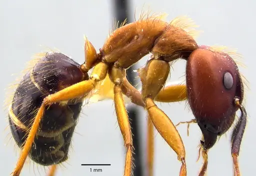 Camponotus floridanus specimen