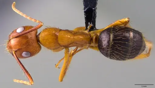 Camponotus floridanus - ANTWEB1060070