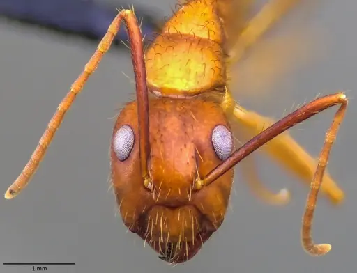 Camponotus floridanus - ANTWEB1060070