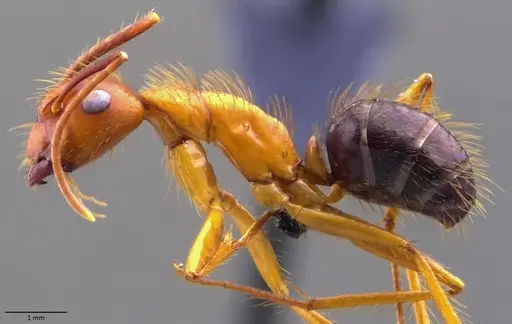 Camponotus floridanus - ANTWEB1060070