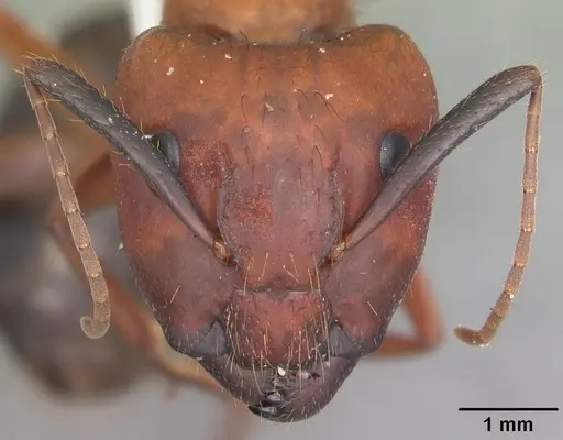 Camponotus floridanus - CASENT0103672