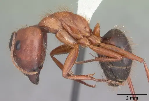 Camponotus floridanus - CASENT0103672