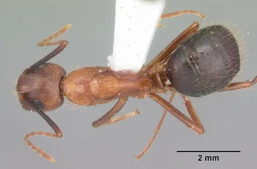 Camponotus floridanus - CASENT0103673