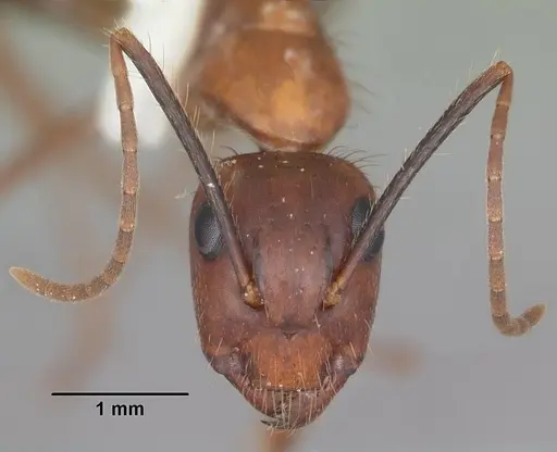 Camponotus floridanus - CASENT0103673