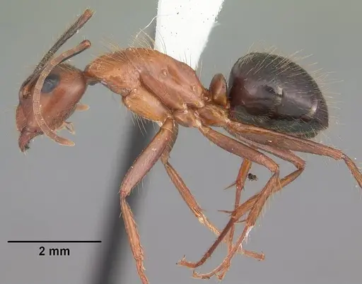 Camponotus floridanus - CASENT0103673