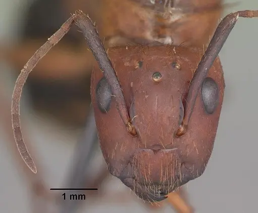 Camponotus floridanus - CASENT0103675